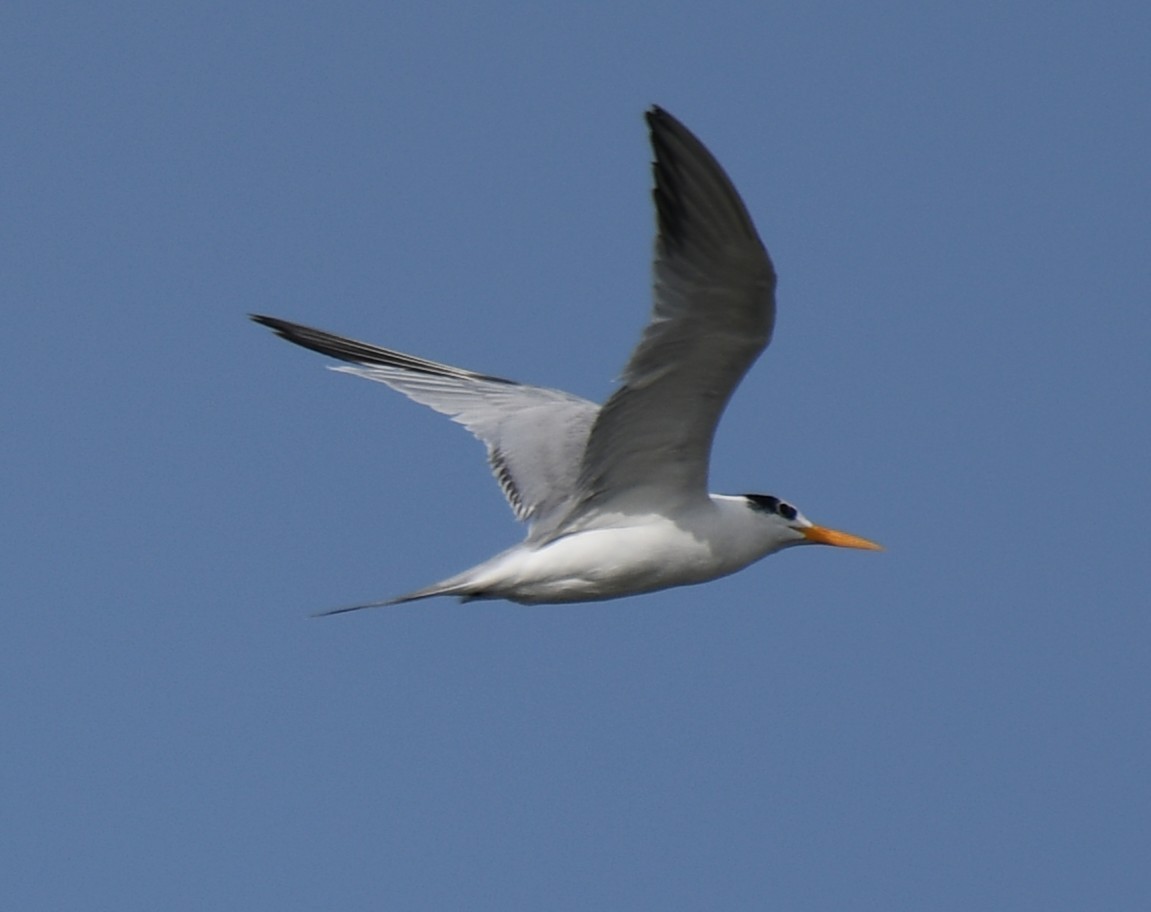 Lesser Crested Tern - ML642699097