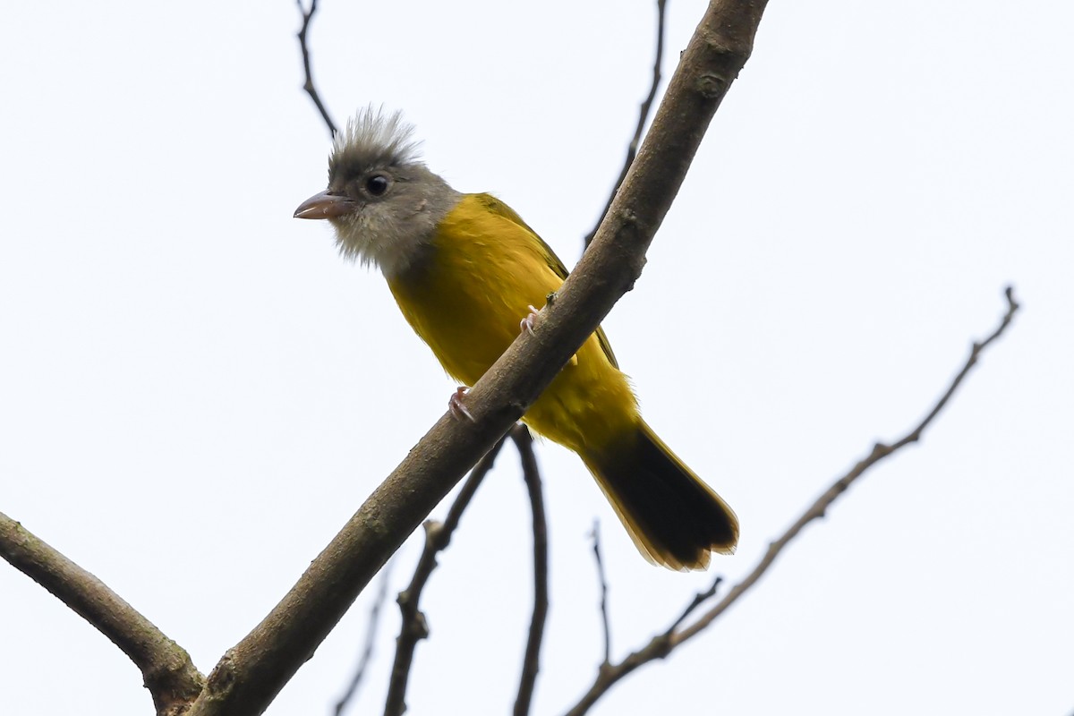 Gray-headed Tanager - ML642699098