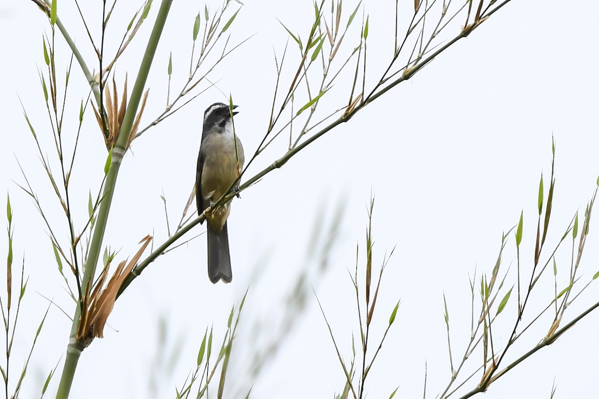 Green-winged Saltator - ML642699099