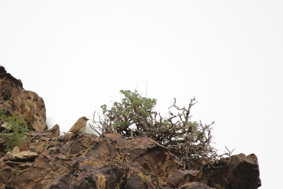 Mongolian Accentor - ML642699101