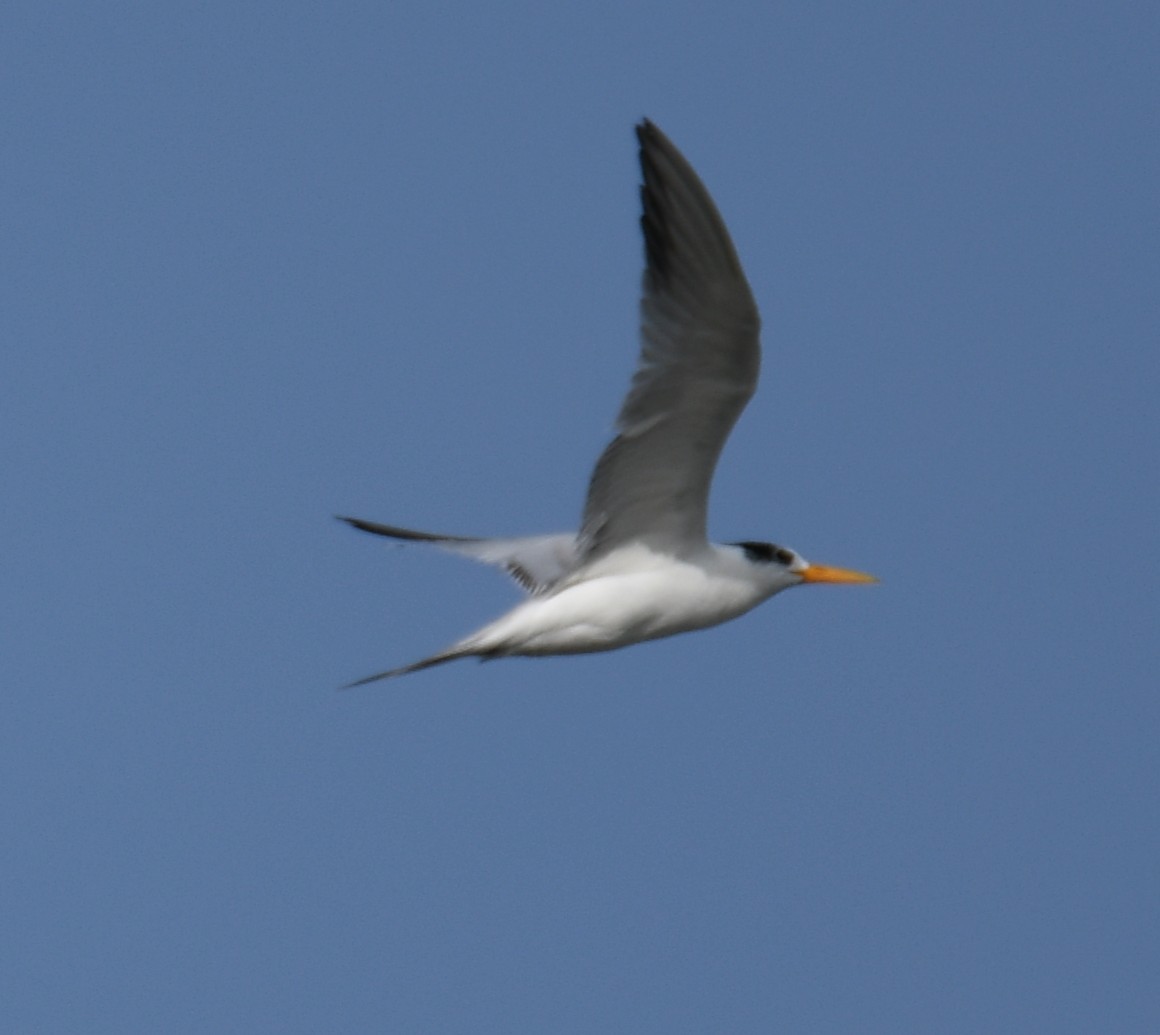 Lesser Crested Tern - ML642699103