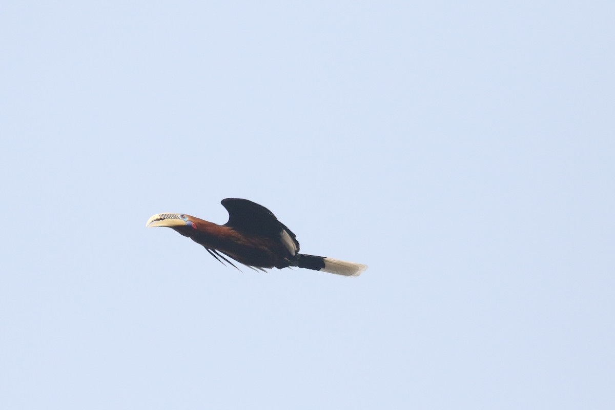 Rufous-necked Hornbill - ML642699104