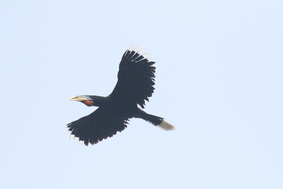Rufous-necked Hornbill - ML642699105
