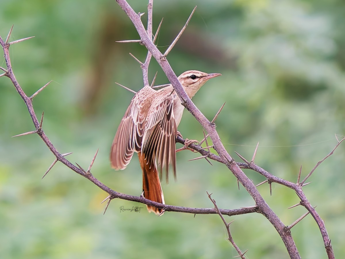 Rufous-tailed Scrub-Robin - ML642699106