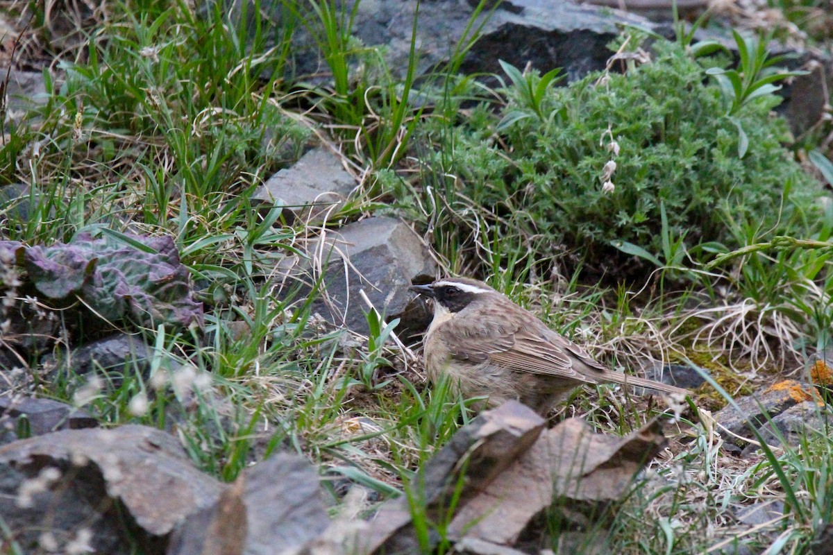 Brown Accentor - ML642699110