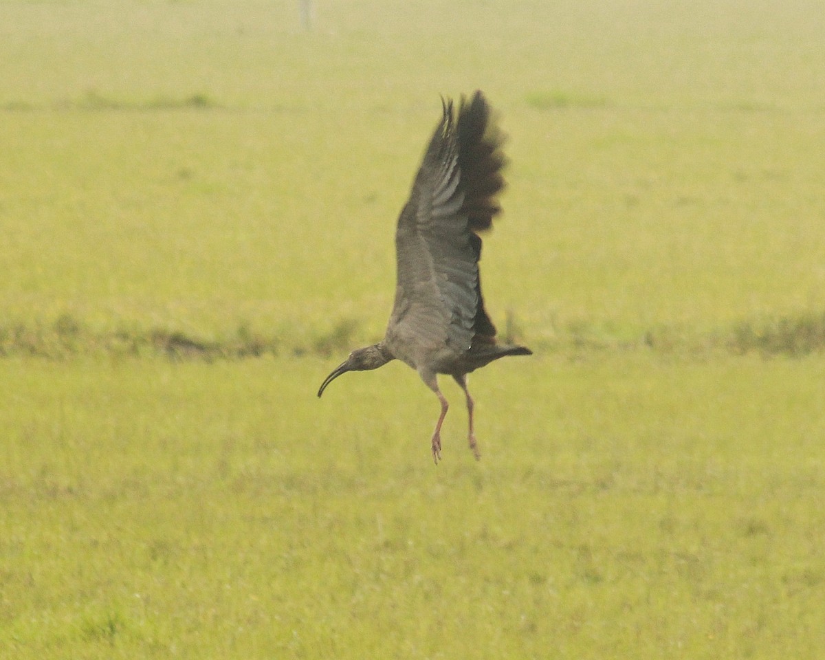 Plumbeous Ibis - ML642699111