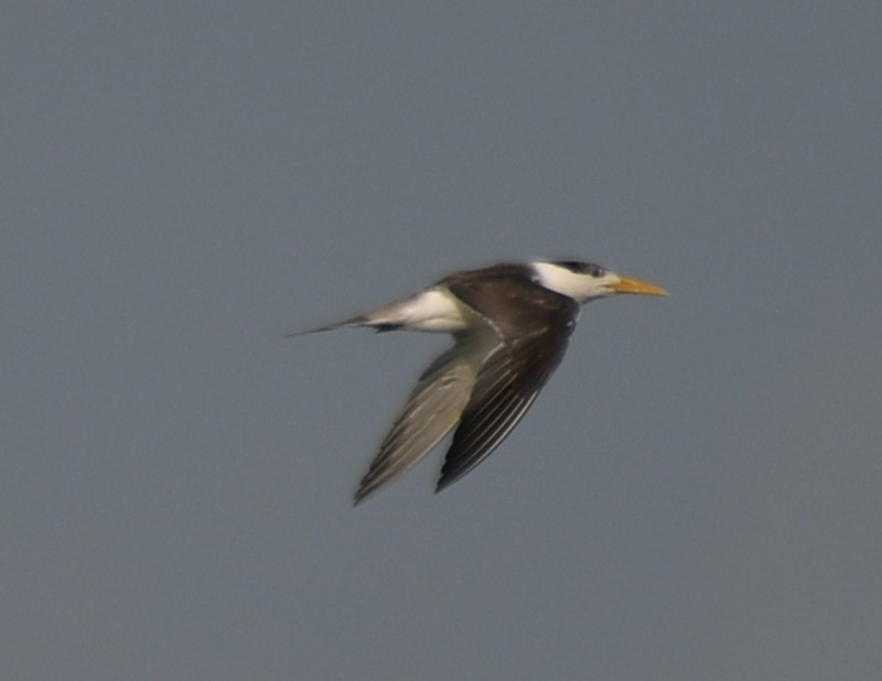 Great Crested Tern - ML642699113