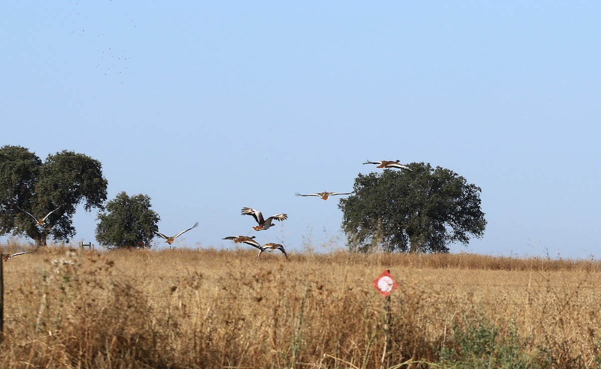 Great Bustard - ML642699114