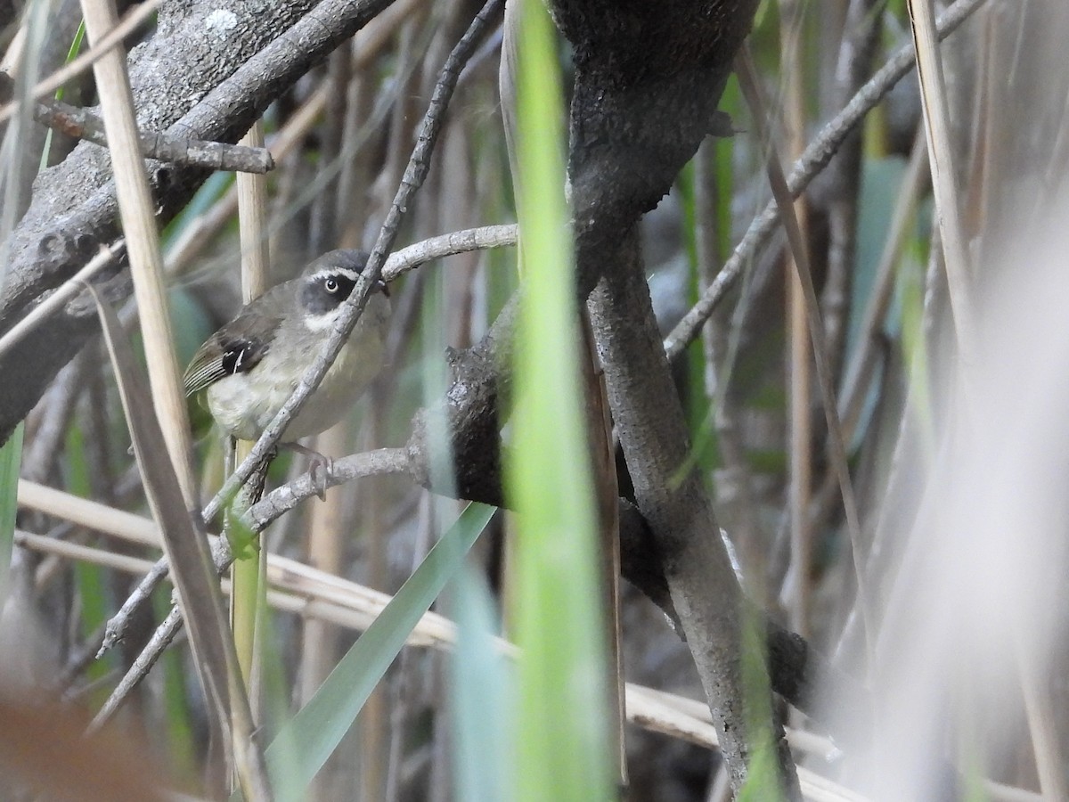 White-browed Scrubwren - ML642699115