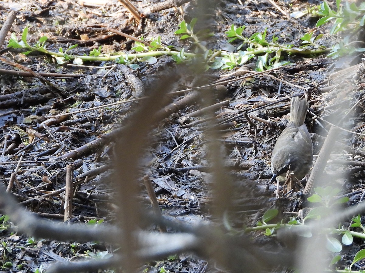 White-browed Scrubwren - ML642699116