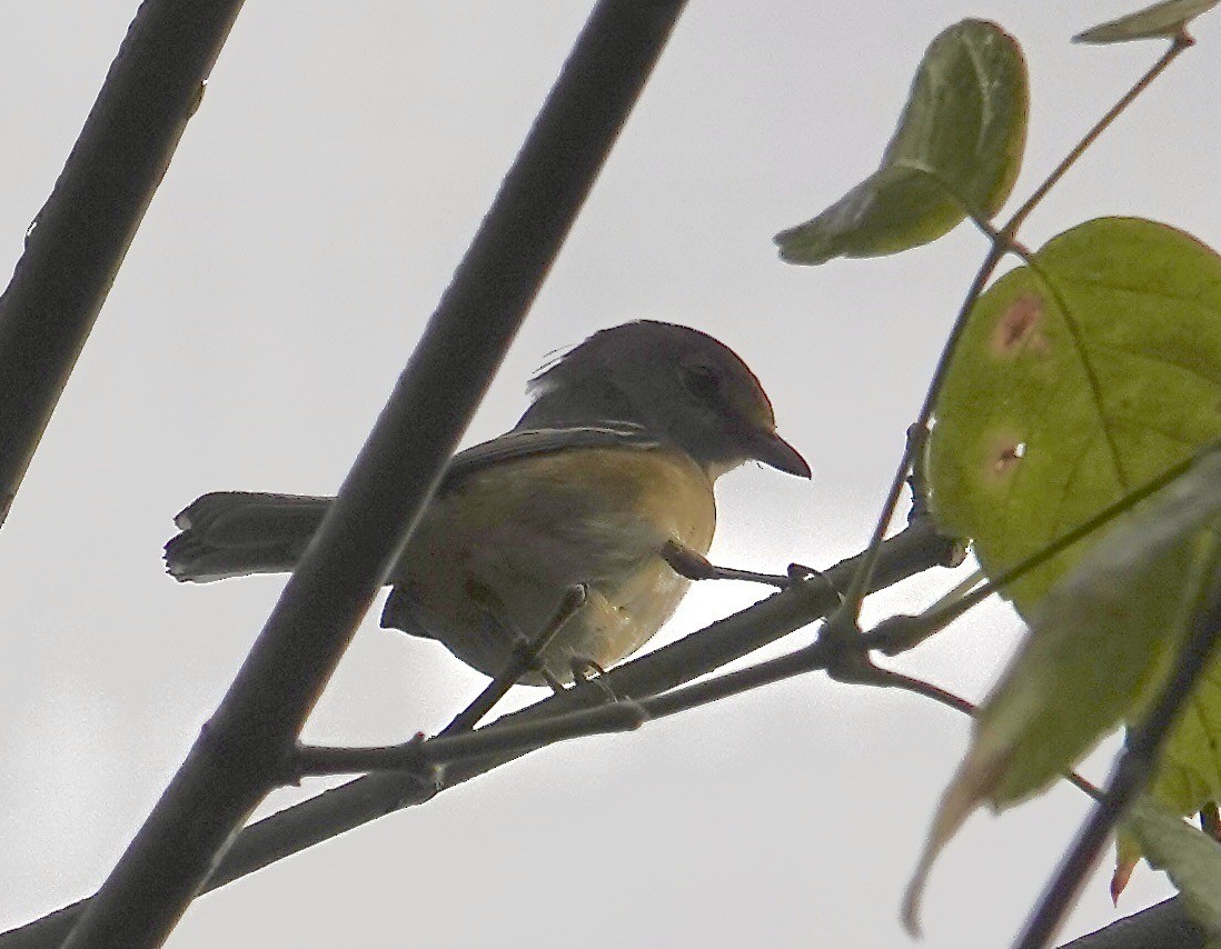 Ak Gözlü Vireo - ML642699120