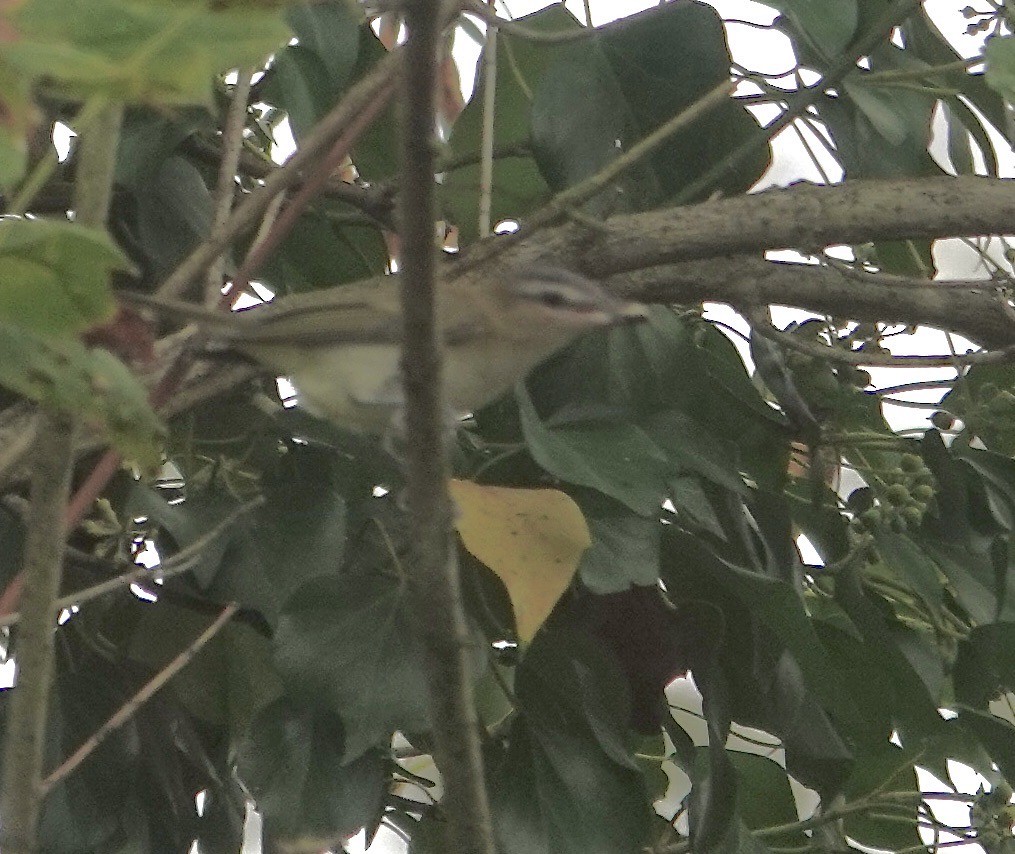 Kızıl Gözlü Vireo - ML642699145