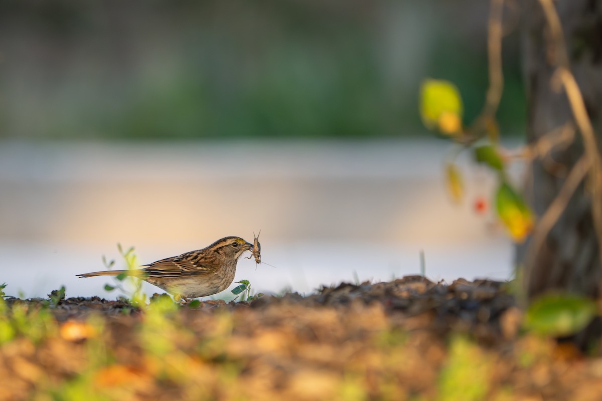 White-throated Sparrow - ML642699157
