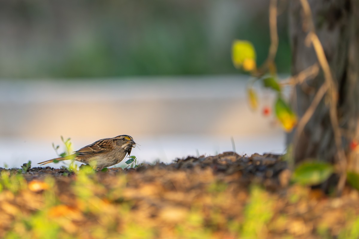White-throated Sparrow - ML642699158