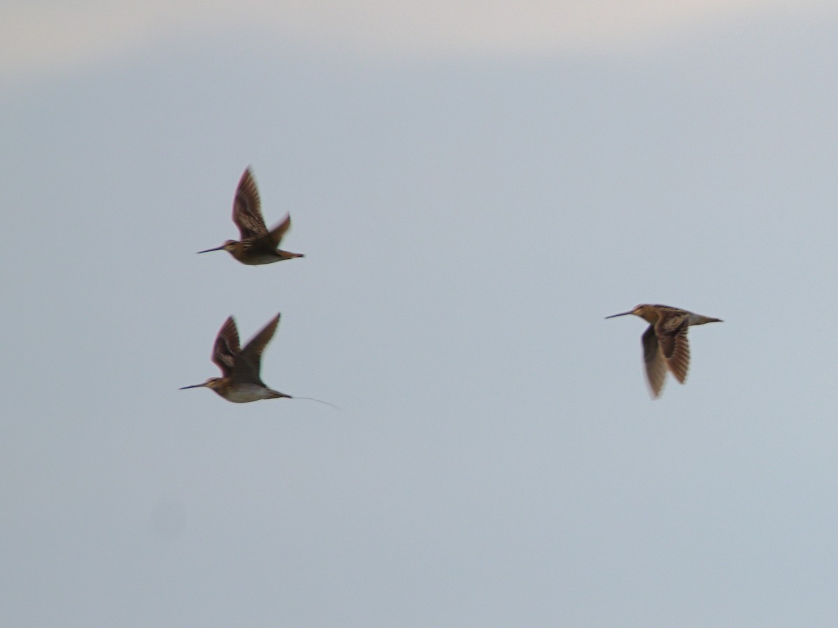 Latham's Snipe - ML642699159