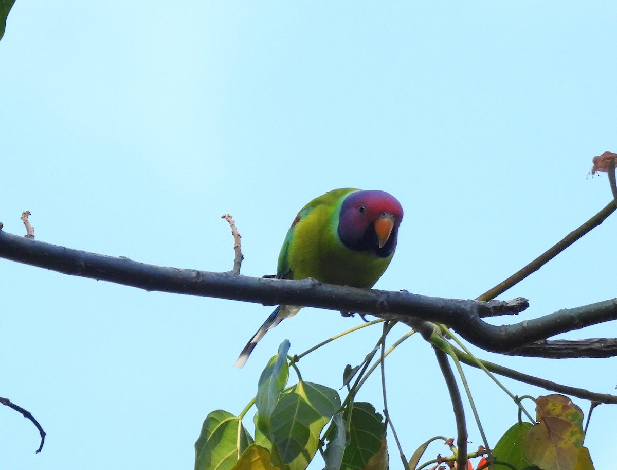 Plum-headed Parakeet - ML642699160