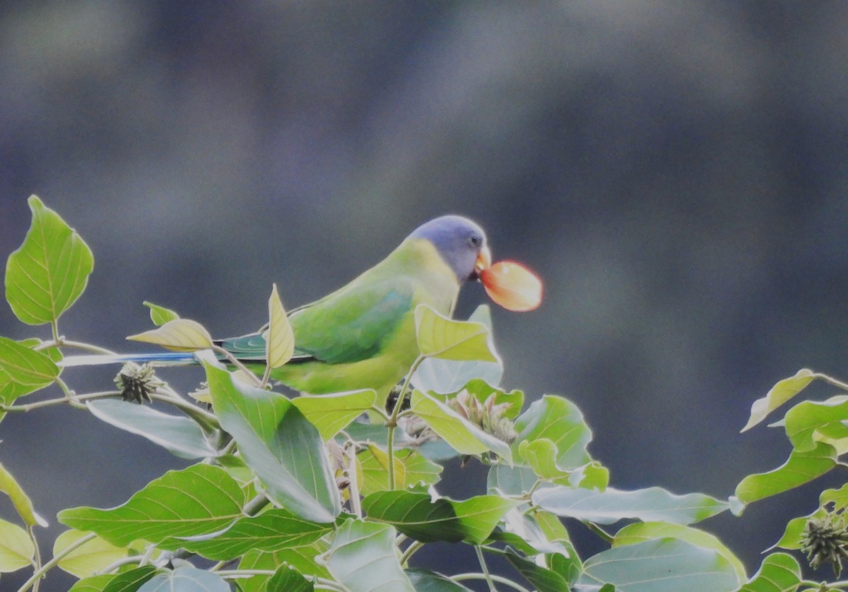 Plum-headed Parakeet - ML642699161