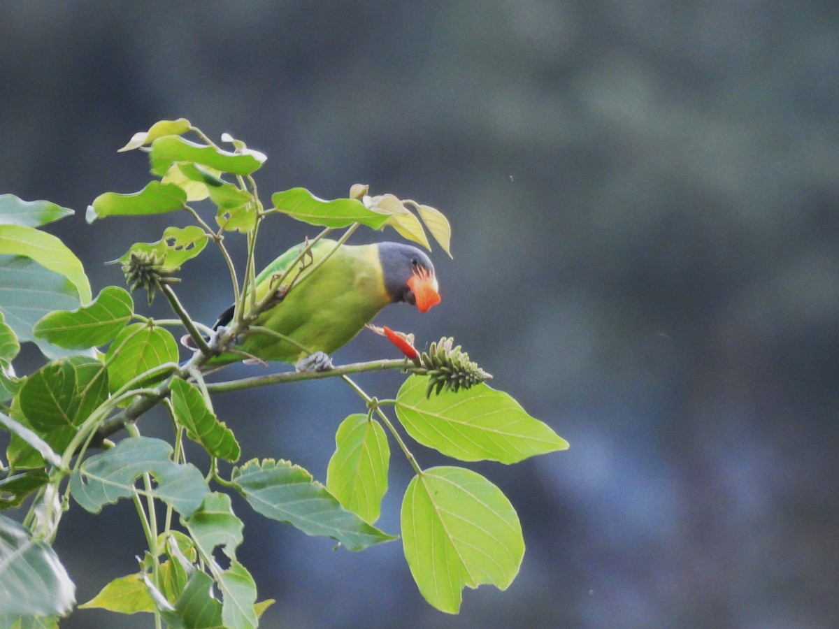 Plum-headed Parakeet - ML642699162
