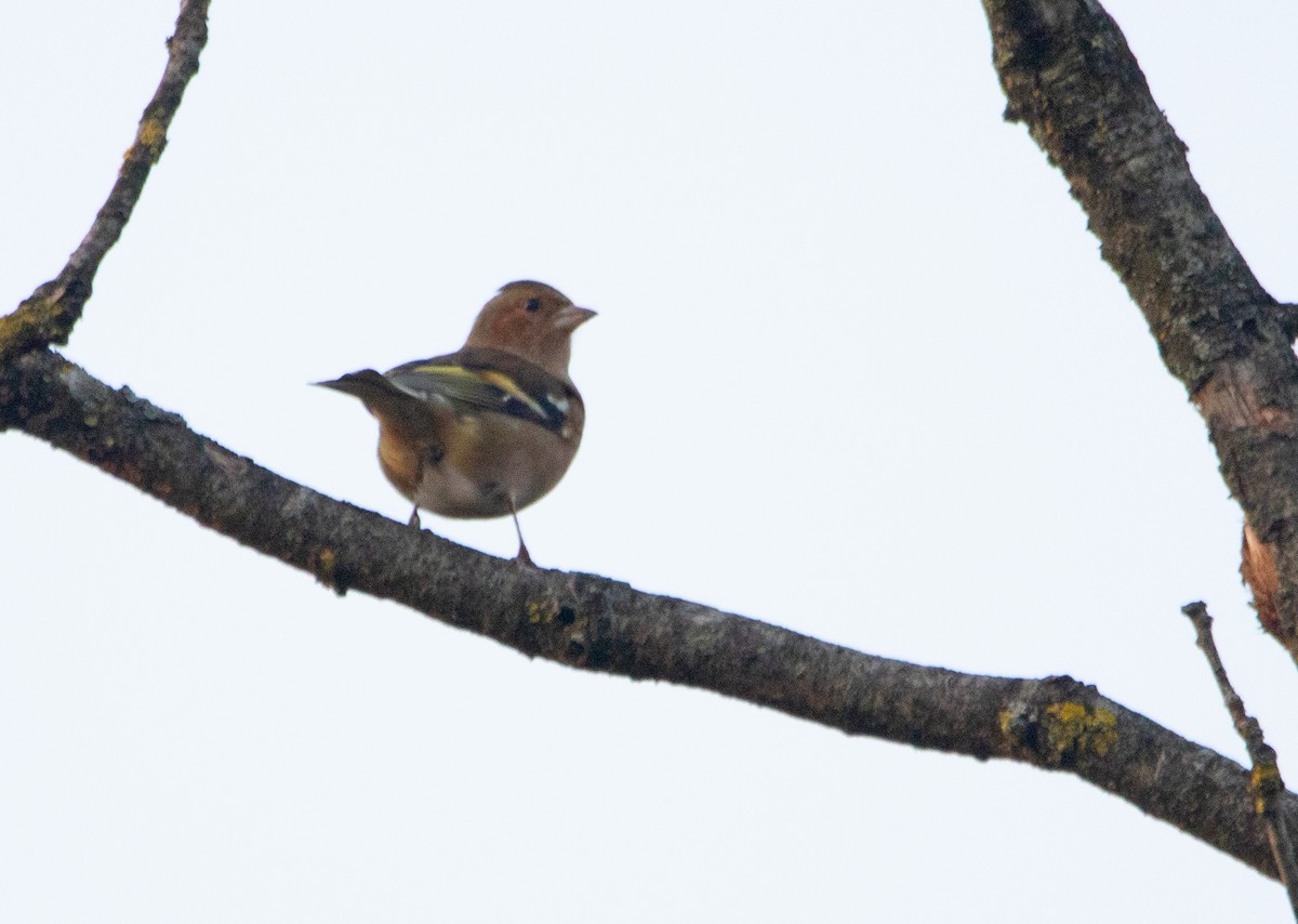 Common Chaffinch - ML642699163