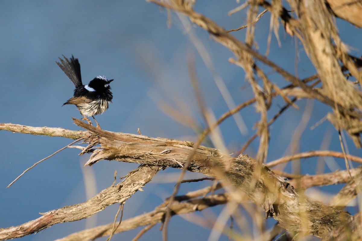 Superb Fairywren - ML642699165