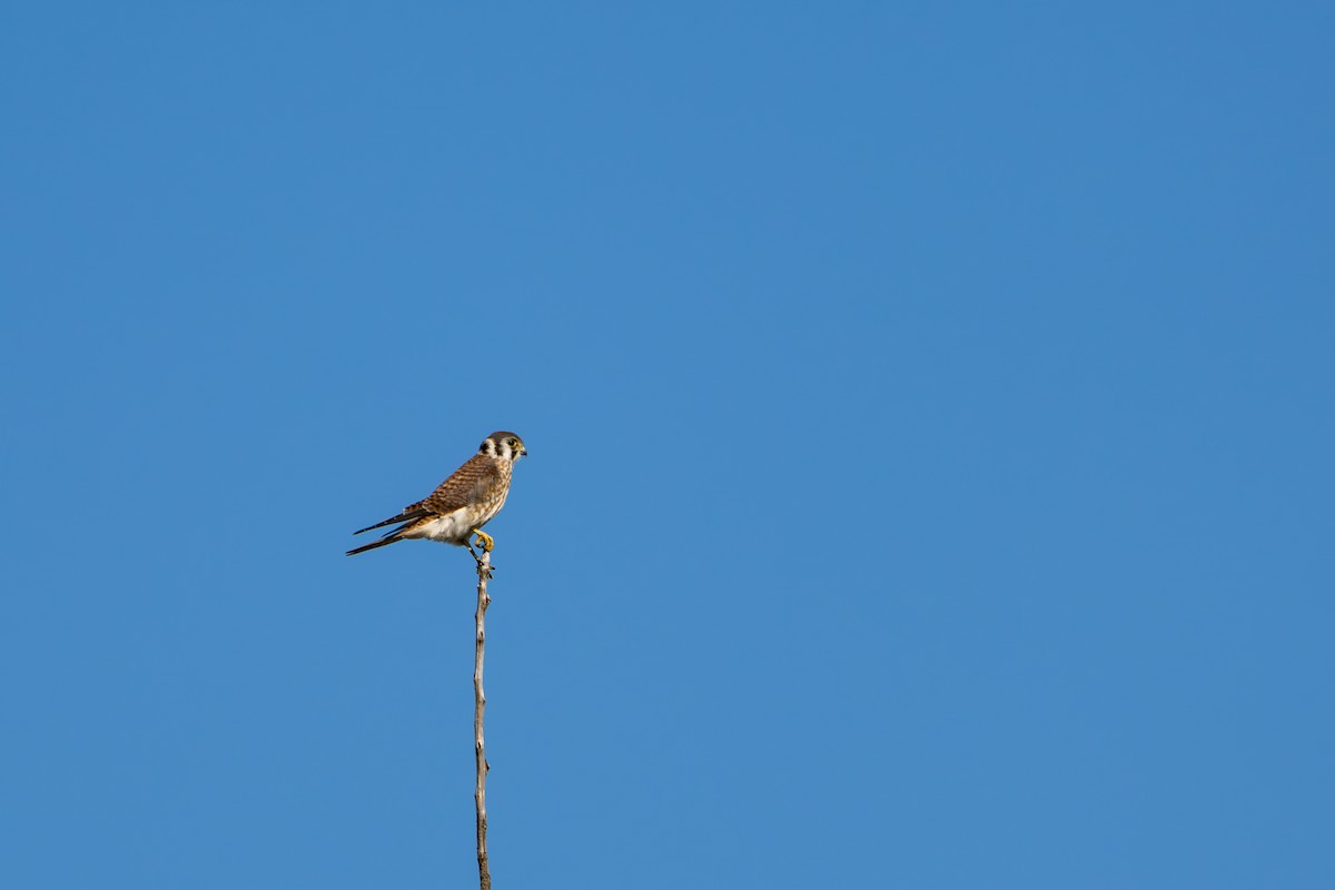 American Kestrel - ML642699166