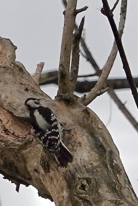 Downy Woodpecker - ML642699167
