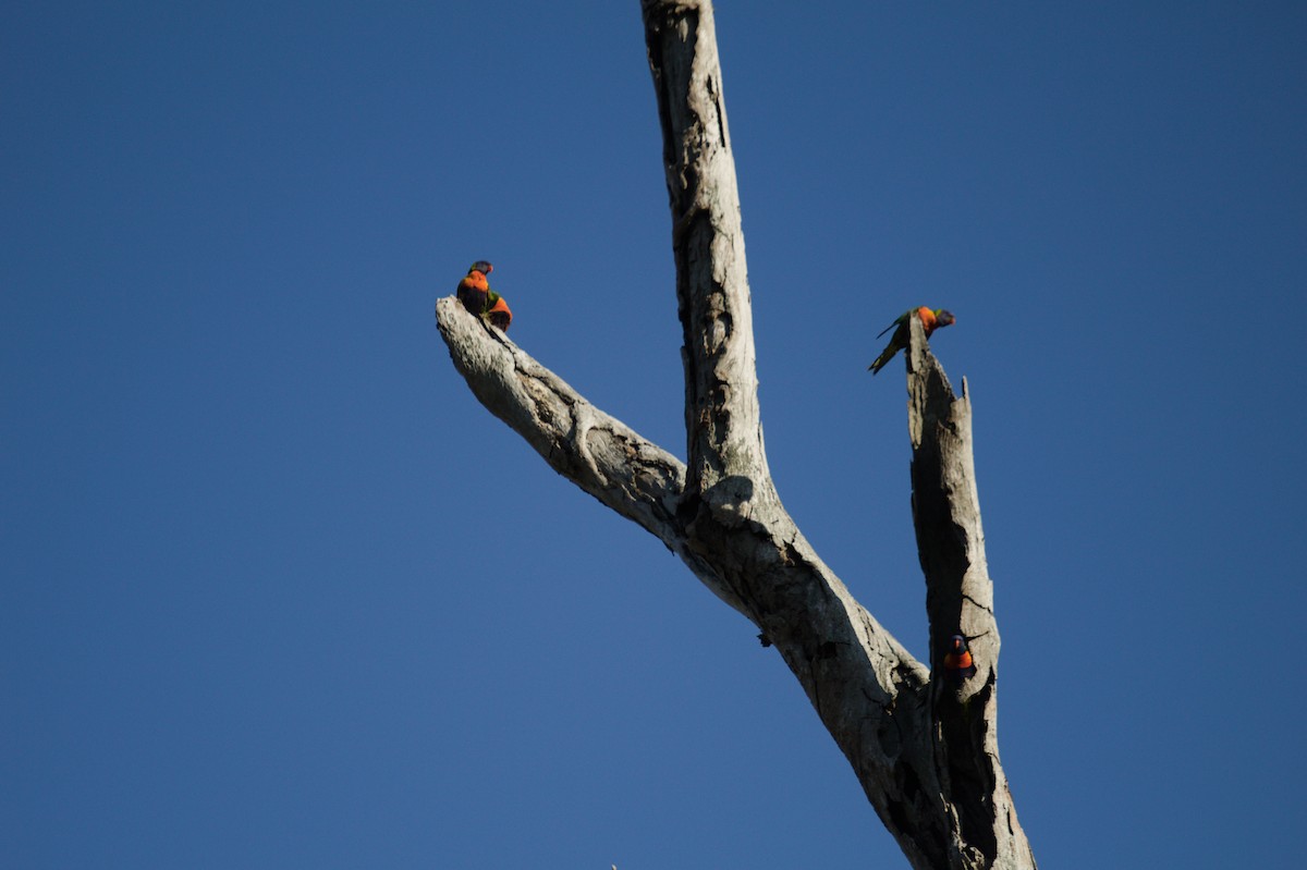 Rainbow Lorikeet - ML642699168