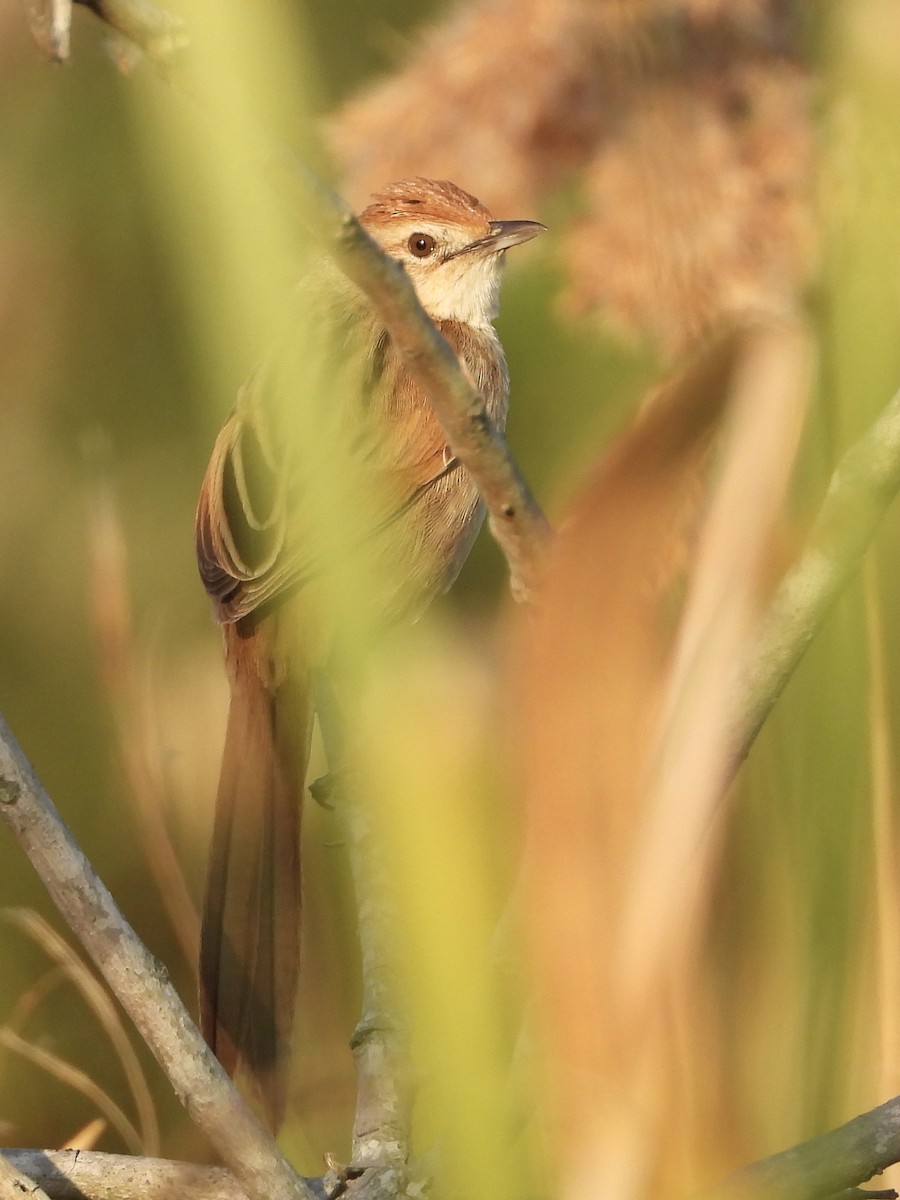 Tawny Grassbird - ML642699169