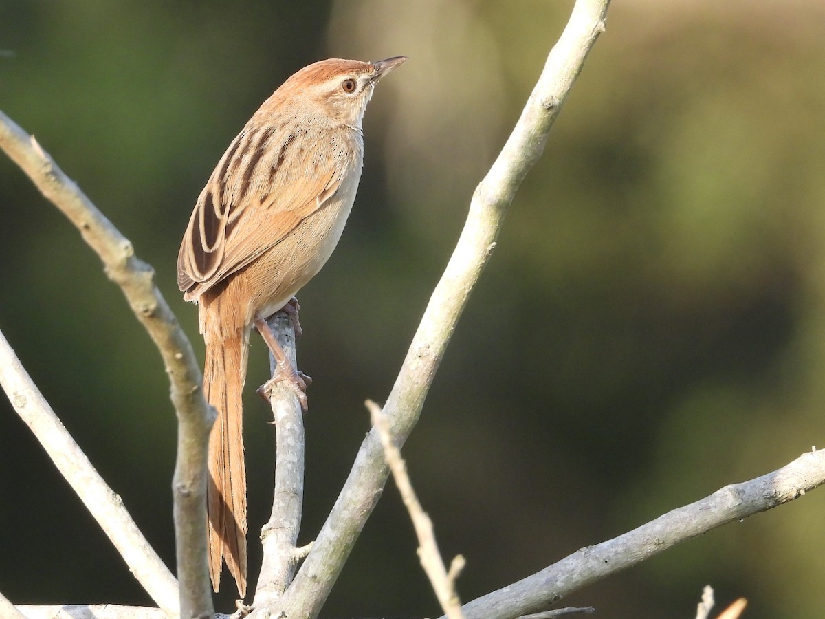 Tawny Grassbird - ML642699170