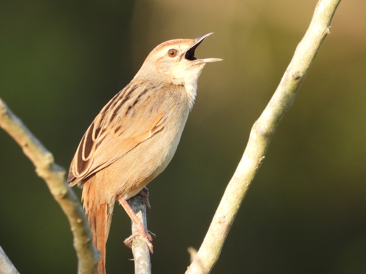 Tawny Grassbird - ML642699171