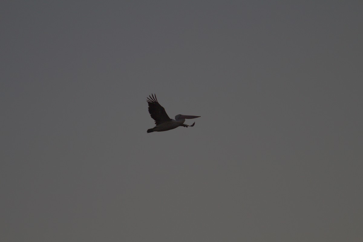 Australian Pelican - ML642699173