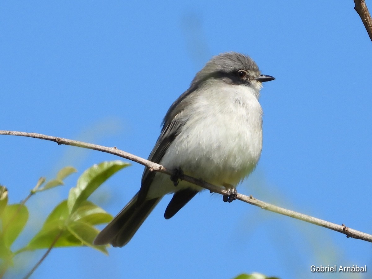 Suiriri Flycatcher - ML642699175