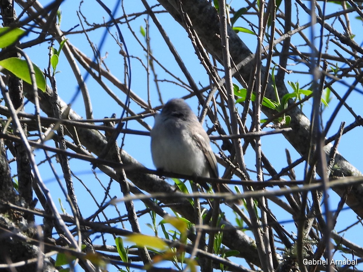 Suiriri Flycatcher - ML642699176