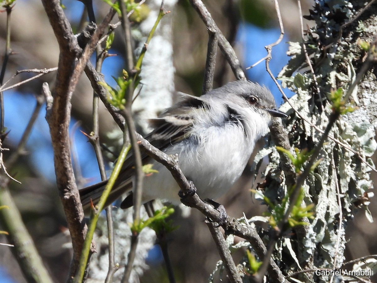 Suiriri Flycatcher - ML642699177