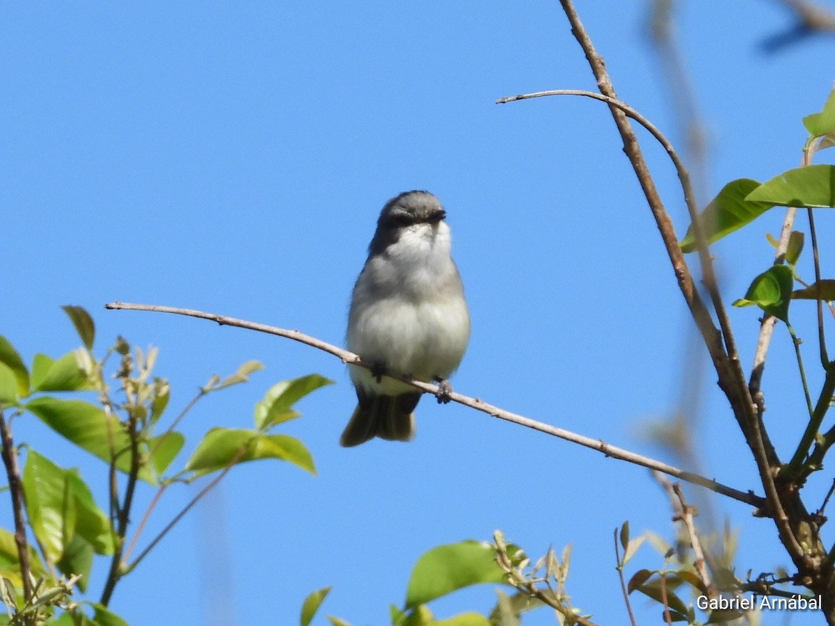Suiriri Flycatcher - ML642699178