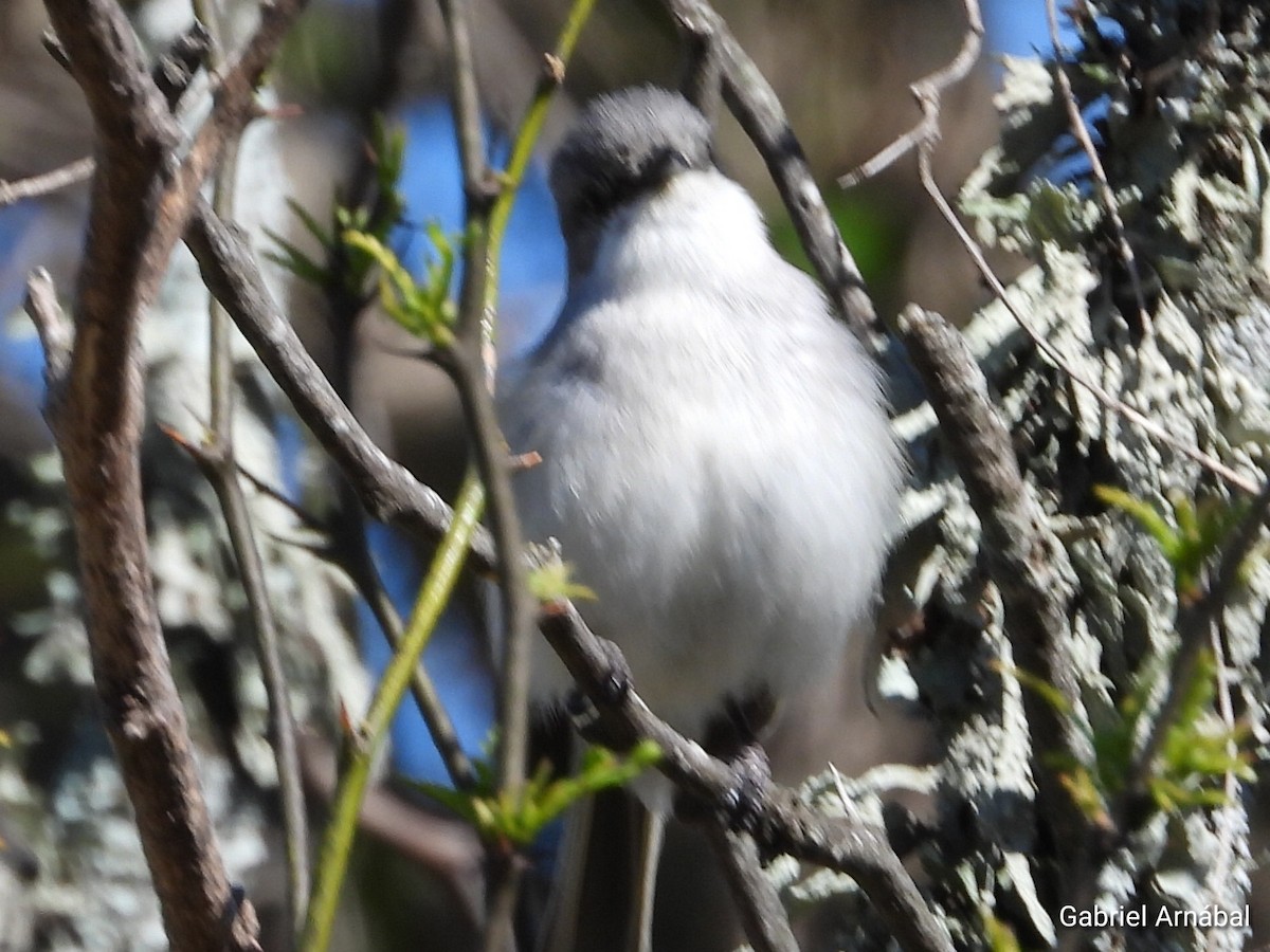 Suiriri Flycatcher - ML642699179