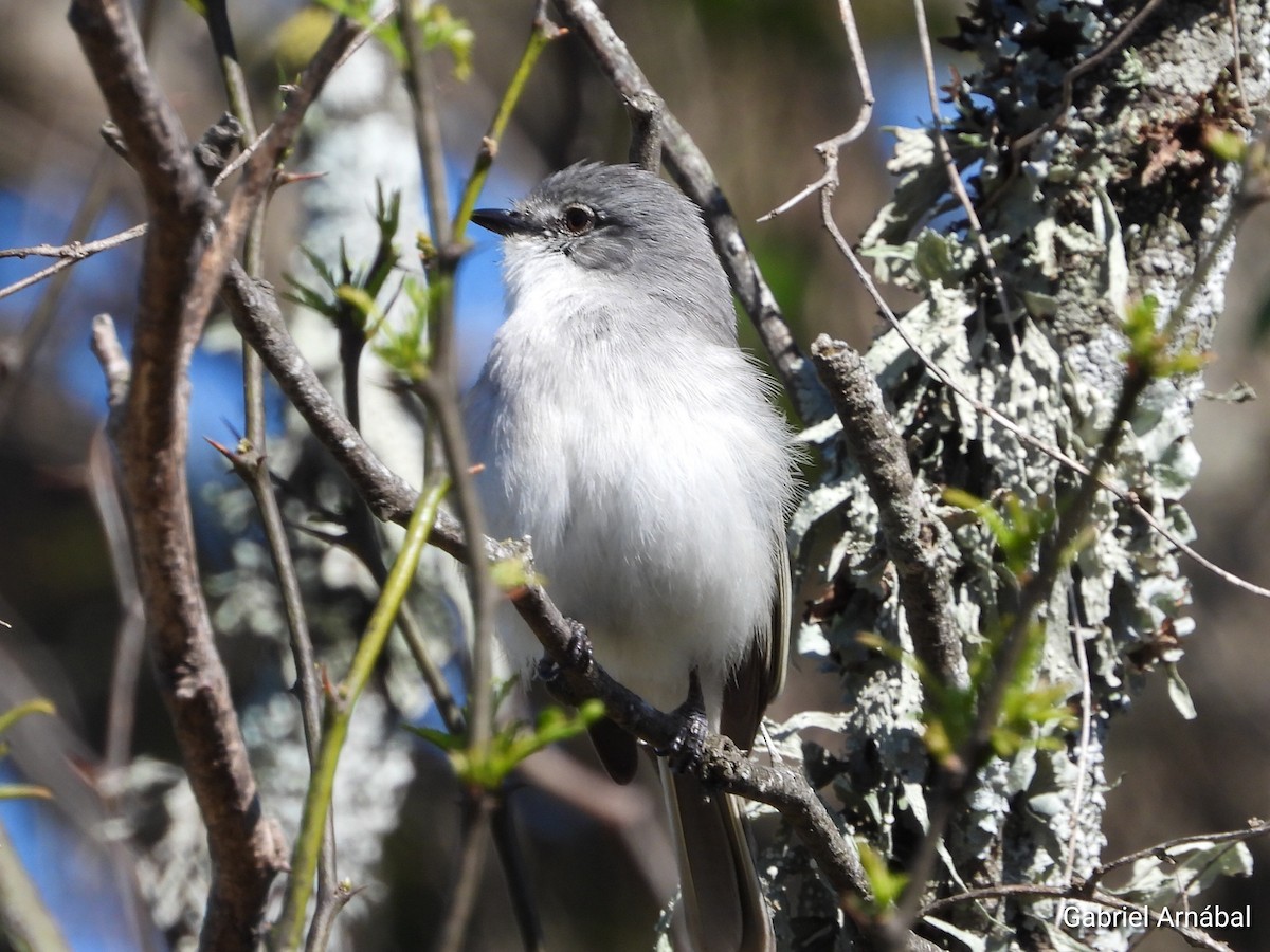 Suiriri Flycatcher - ML642699180