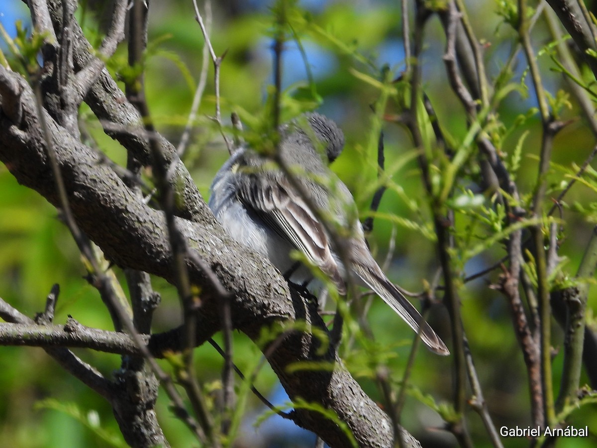 Suiriri Flycatcher - ML642699181