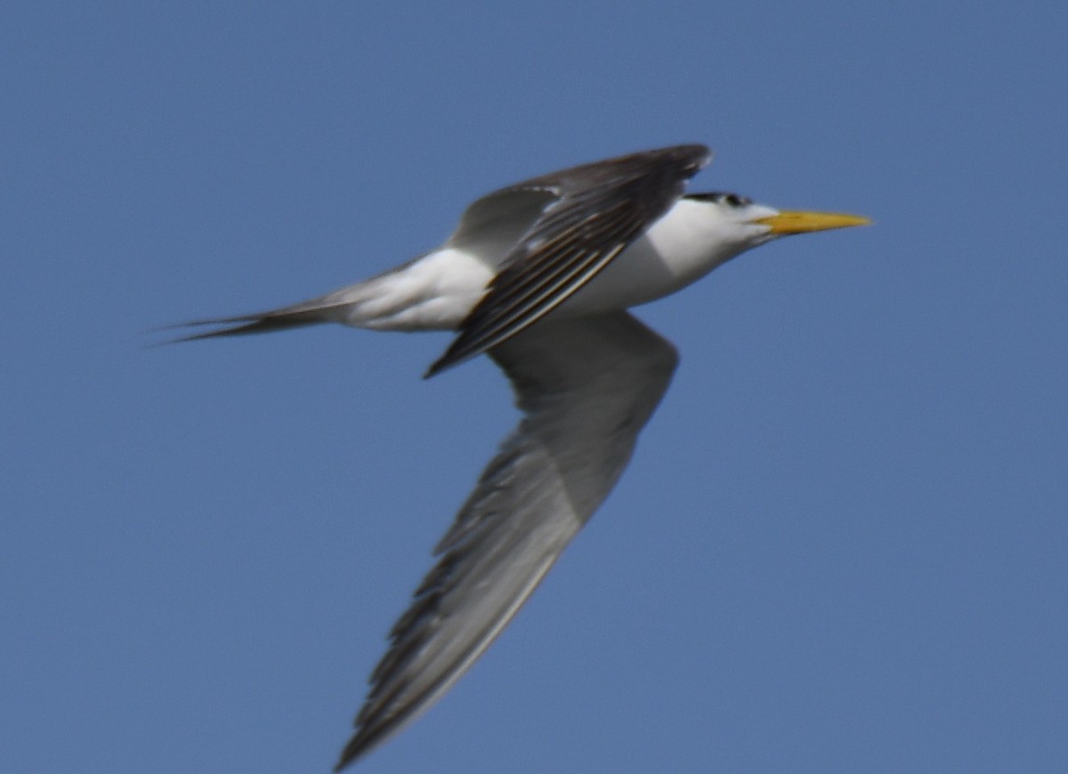 Great Crested Tern - ML642699182