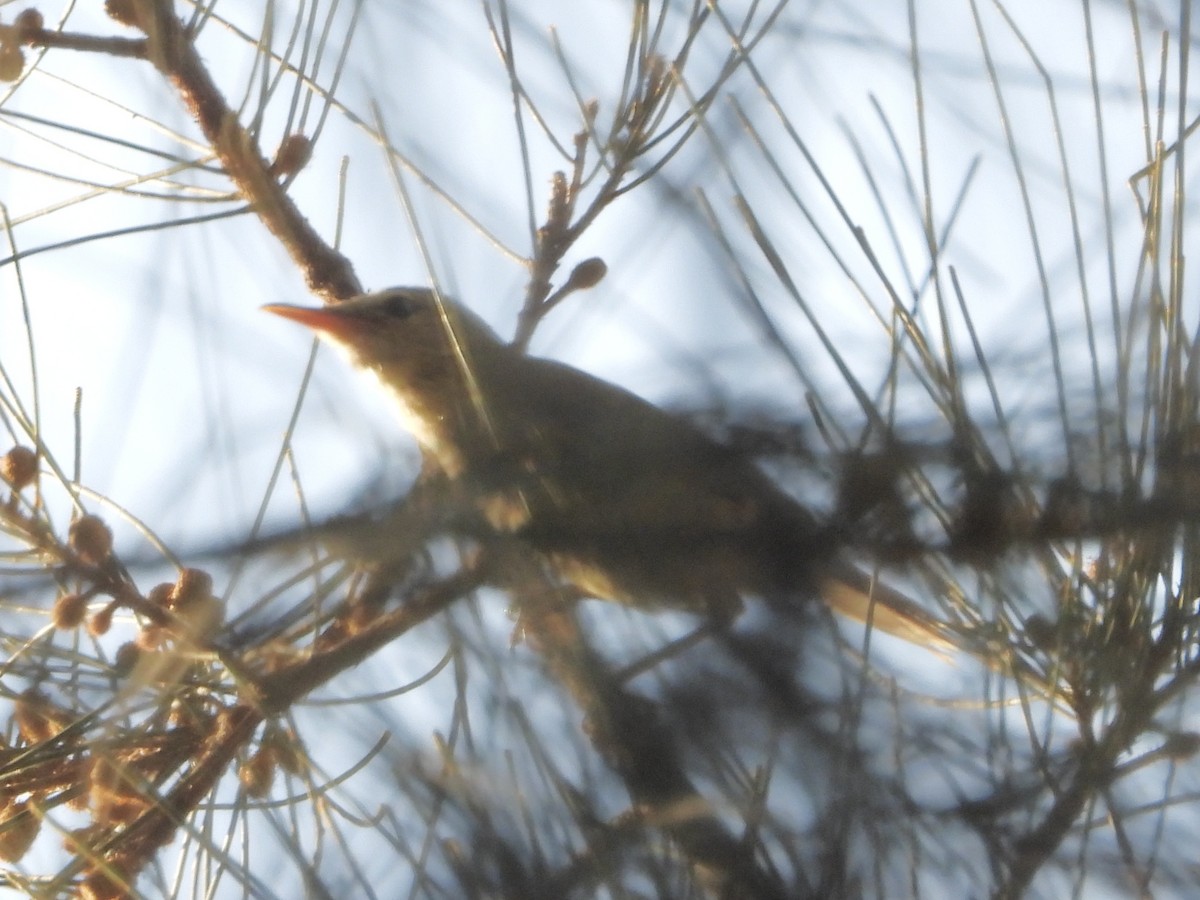 Australian Reed Warbler - ML642699183