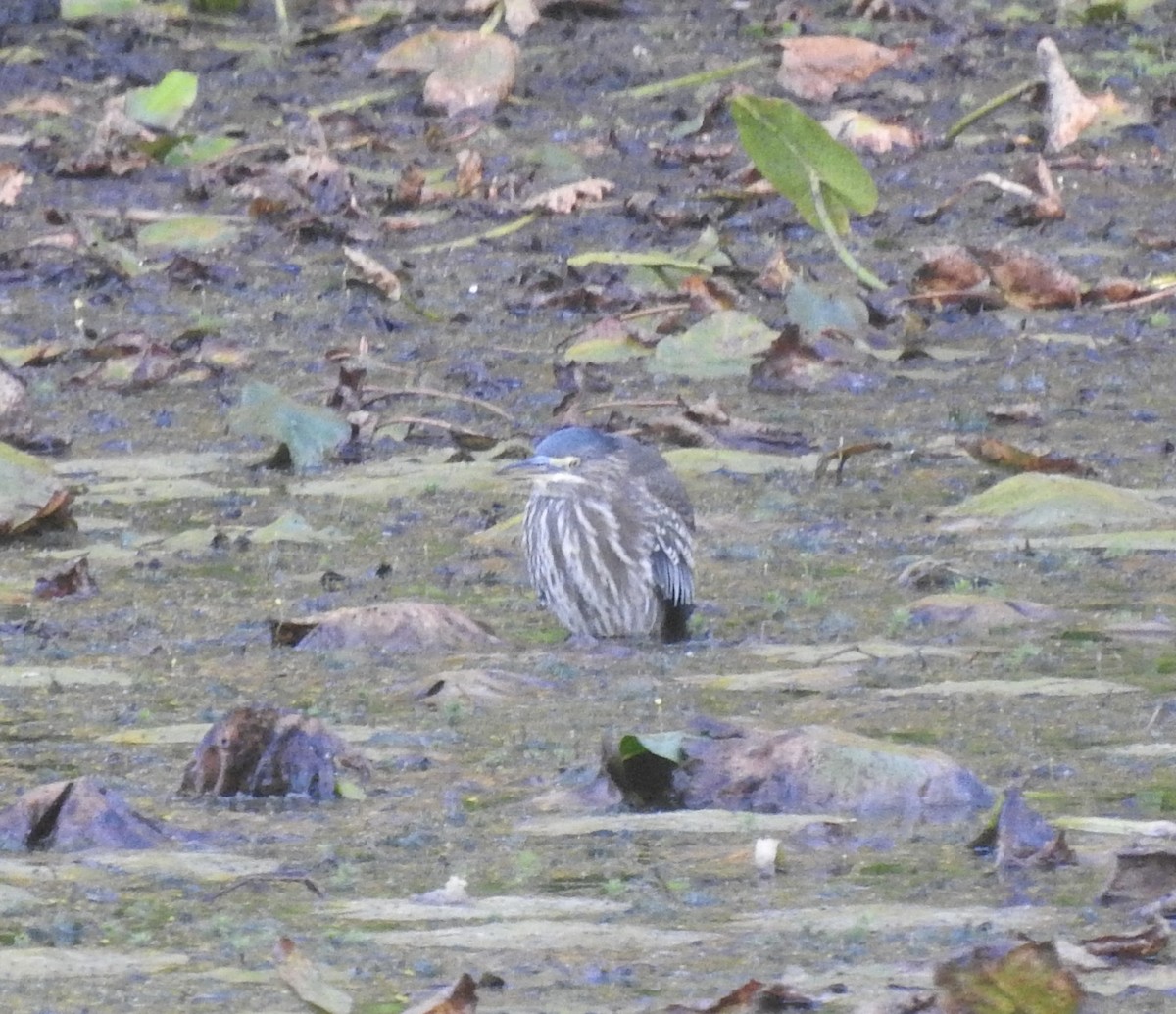 Green Heron - ML642699186