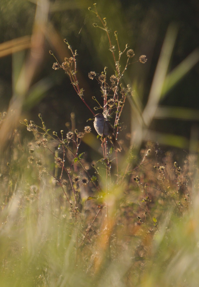 Tawny Grassbird - ML642699189