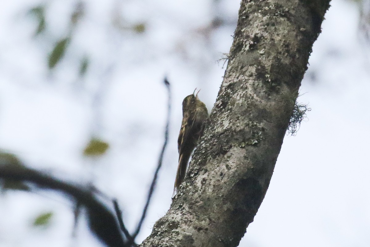 Sikkim Treecreeper - ML642699191