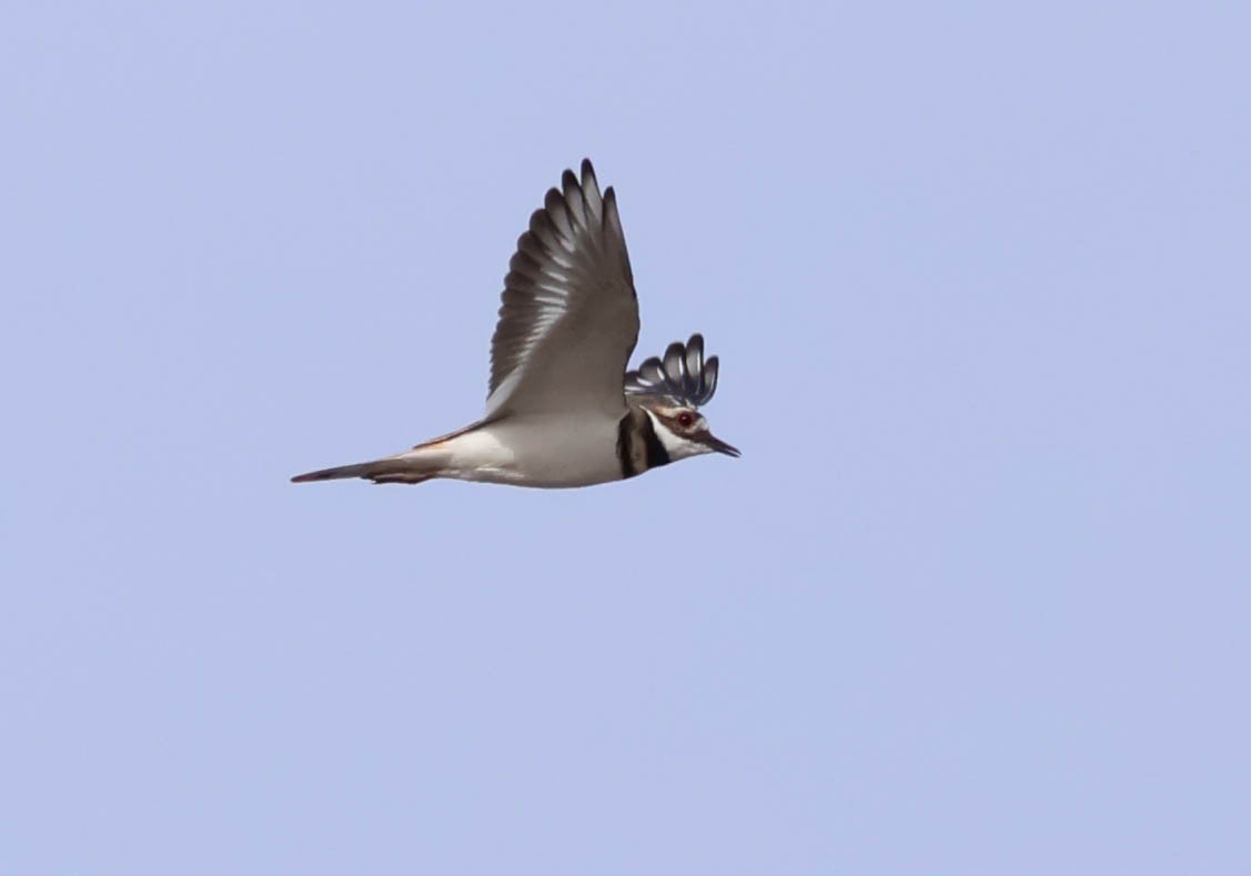 Killdeer - ML642699214