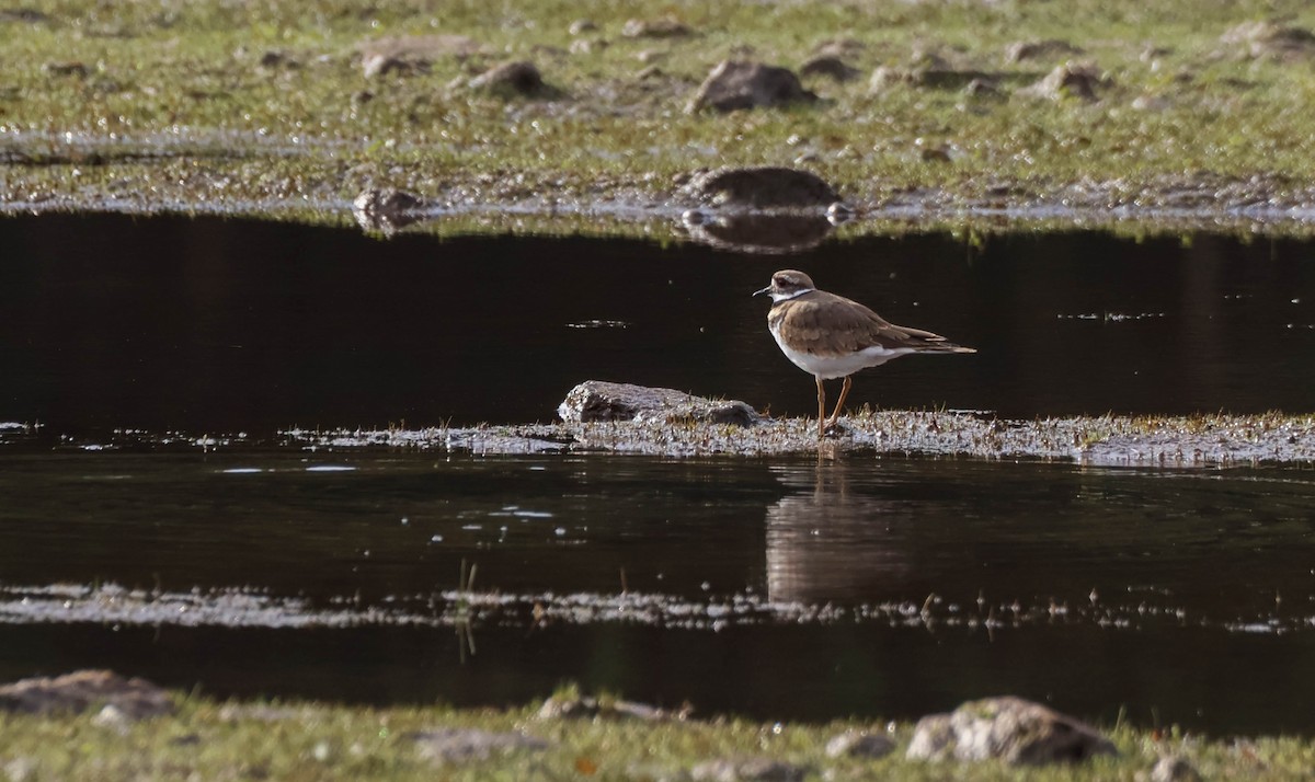 Killdeer - ML642699216