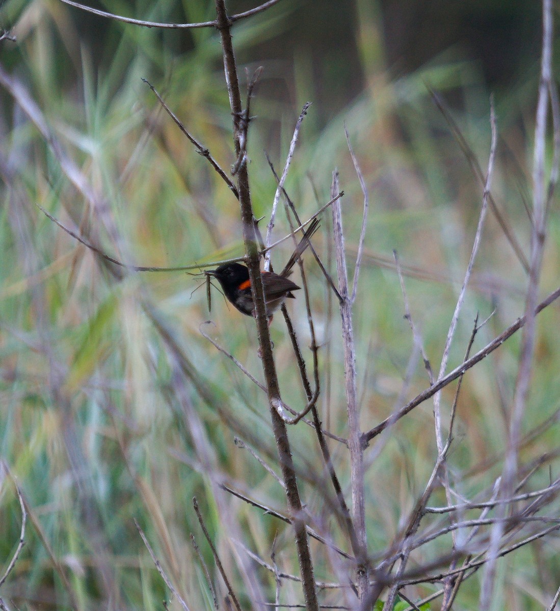 Red-backed Fairywren - ML642699218