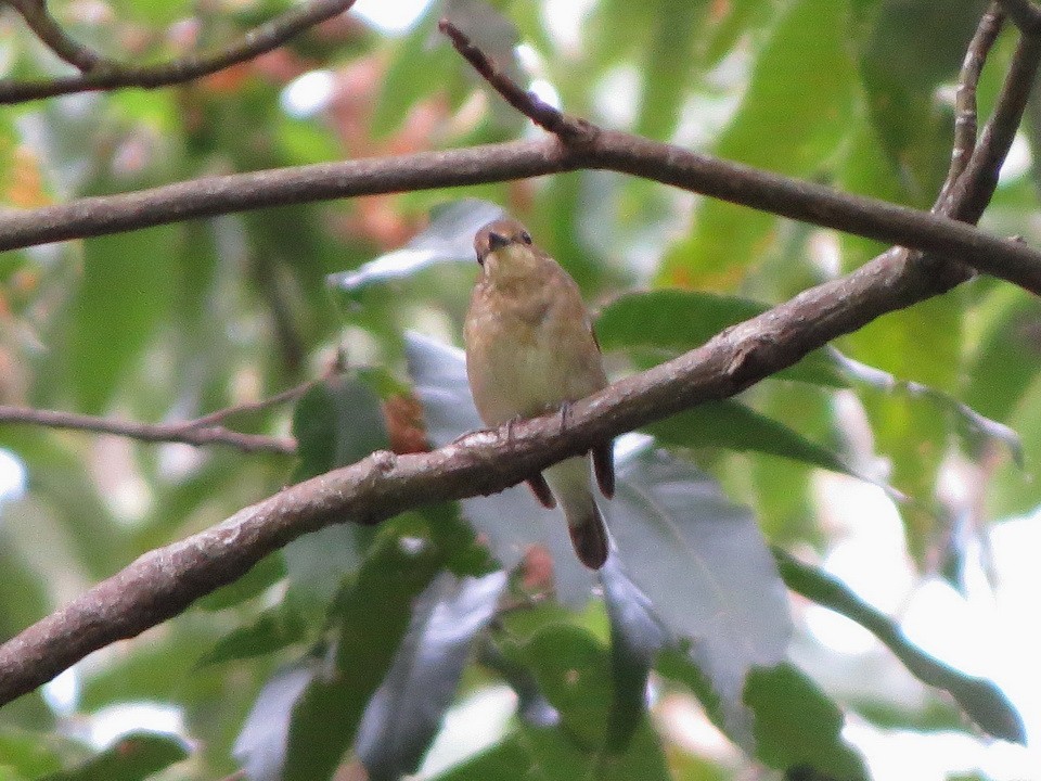 Narcissus Flycatcher - ML642699219