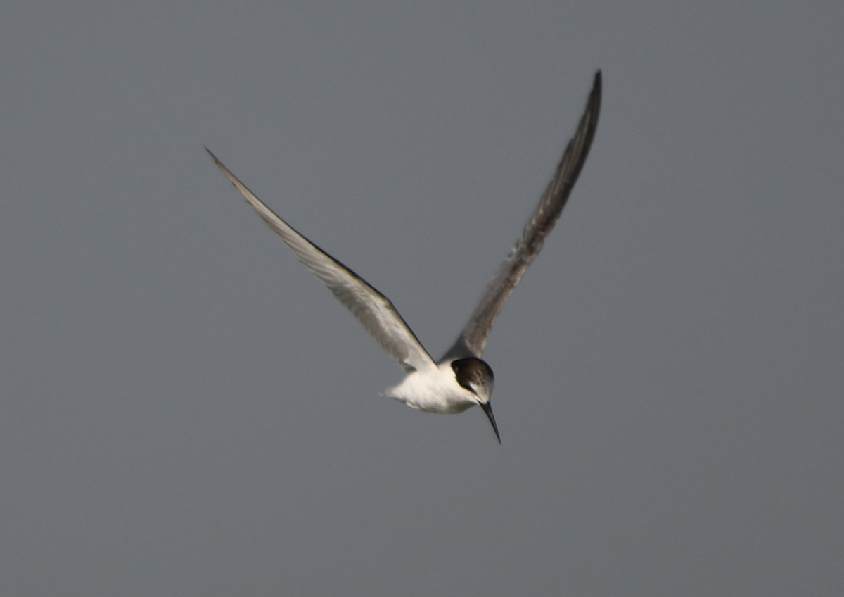 Little Tern - ML642699220