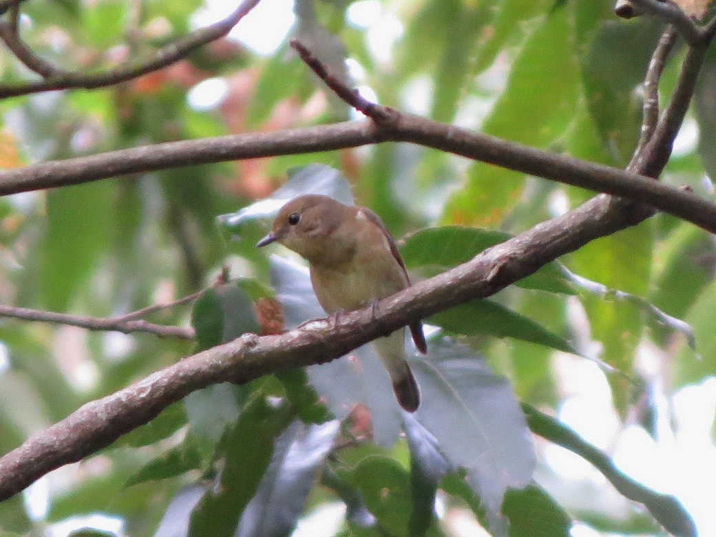 Narcissus Flycatcher - ML642699222