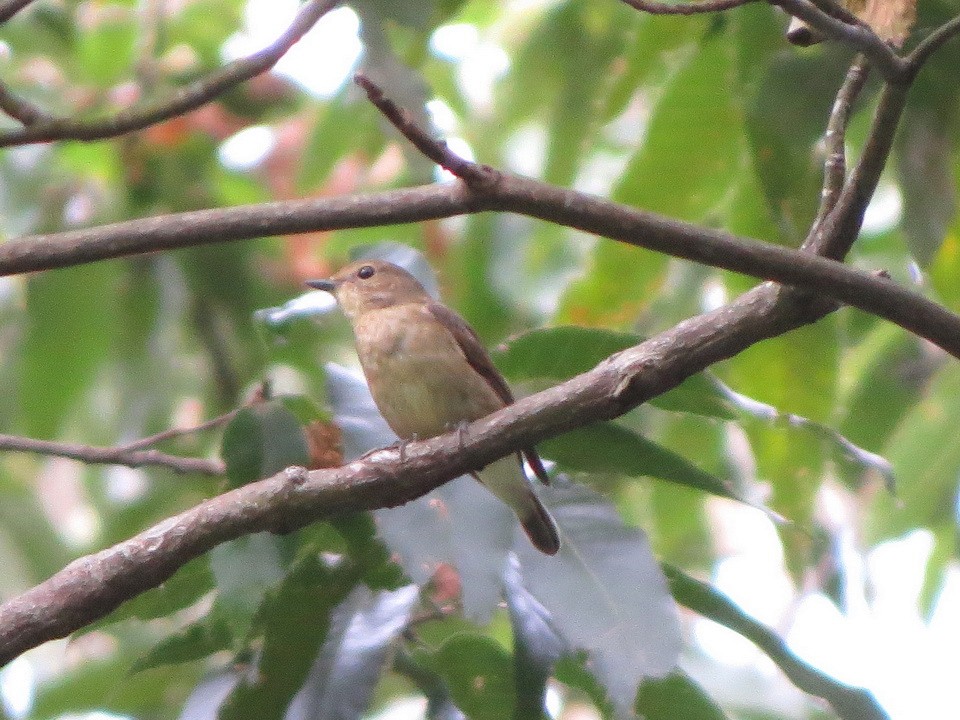 Narcissus Flycatcher - ML642699225